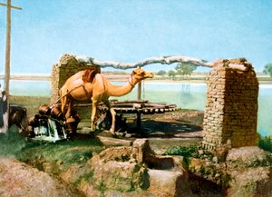 骆驼和shaduf，埃及卢克索，二十世纪 作者 不明
