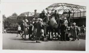Camel ride, c 1930 作者 不明