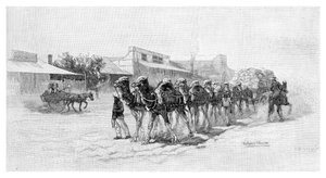 骆驼队，澳大利亚新南威尔士州威尔肯尼亚，1886年 作者 不明