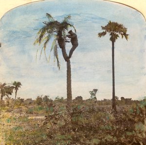 1900年代，印度奥斯曼船长借助绑带从树上射击 作者 不明