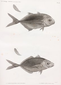 Caranx Sauteur 和 Caranx Lune 作者 不明
