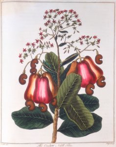 腰果-西洋参，c1798 作者 不明
