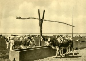 饮水槽中的牛，奥地利布尔根兰州，约摄于1935年。 作者 不明