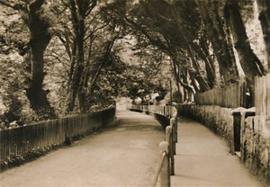 内华达州尚克林中国大道，c1920。 作者 不明