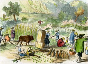 中国收成，香港，c1875 作者 不明