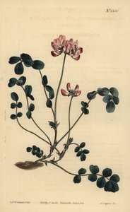 黄芪或伞形黄芪、黄芪 作者 不明