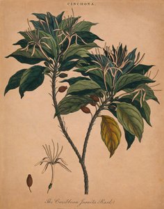 金鸡纳加勒比耶稣会士吠声，1801年。 作者 不明