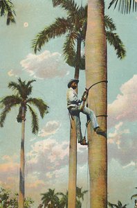 爬皇家棕榈-爬皇家棕榈，1910年。 作者 不明