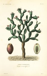 茯苓仙人掌, Nopalea cochenillifera, Opuntia cochenillifera, Cactus cochenillifer, Cactus coccinellifer, Cactus a cochenilles 作者 不明