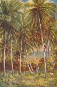 可可坚果棕榈，1924年 作者 不明