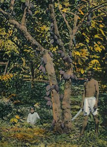 千斤顶可可豆，特立尼达和多巴哥，c1914。 作者 不明