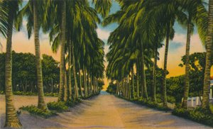 椰子大道，巴兰基亚，c1940年代， 作者 不明