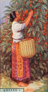 咖啡，1。-收集浆果，东印度群岛，1928年 作者 不明