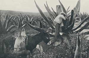 1916年从Maguey收集蜂蜜水 作者 不明