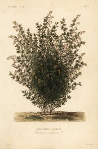 Common barberry, Berberis vulgaris, Epine-vinette commune 作者 不明