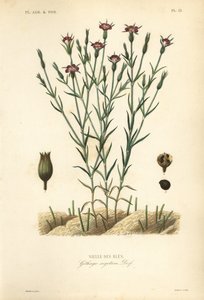 Common corn-cockle, Agrostemma githago, Githago segetum, Nielle des bles, Handcoloured steel engraving by L 作者 不明