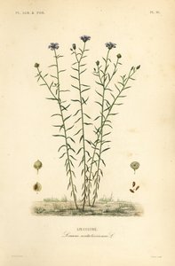 普通亚麻或亚麻籽，Linum usitatissimum 作者 不明