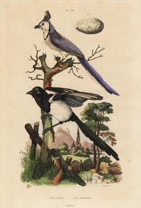 普通喜鹊、Pica pica 和白喉喜鹊、Calocitta formosa，带蛋 作者 不明