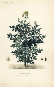 普通草甸芸香，Thalictrum flavum，Pigamon des pres 作者 不明