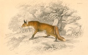 普通狐狸或赤狐狐狸，1828年 作者 不明