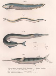 常见的蛇鱼。普通的鳗鱼。普通的霍恩赫特。巴西半喙，约1850年代 作者 不明
