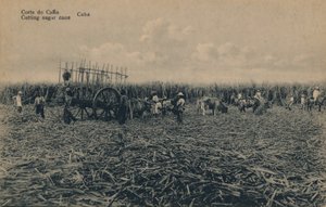 科尔特·德·卡纳-切甘蔗-古巴，c1910 作者 不明