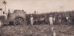 Corte de Canna。 -收集甘蔗。古巴，c1900 作者 不明