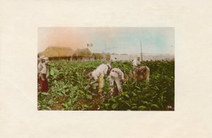 烟草收获。 -烟草种植园，C1910 作者 不明