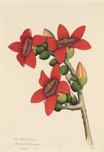 棉花树花，约1800-1805年。 作者 不明