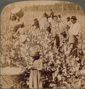 棉花为王-采摘工作的人工林现场。佐治亚州c1900 作者 不明