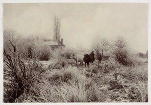 "霜场上的奶牛"，1890年的作品 作者 不明