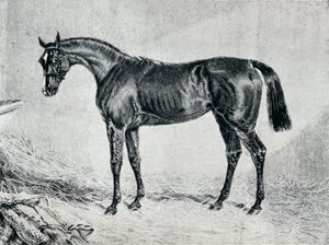 塞浦路斯，19世纪，1911年 作者 不明