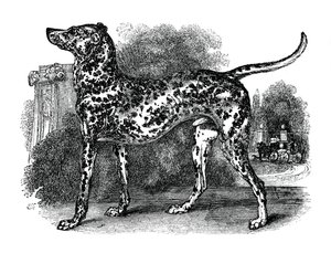 达尔马提亚犬，1848年 作者 不明