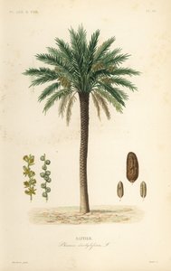 枣椰树，凤凰dactylifera，Dattier 作者 不明