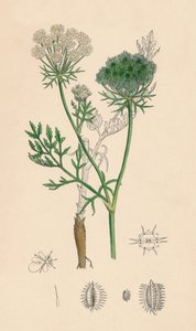 Daucus Carota。野胡萝卜，十九世纪 作者 不明