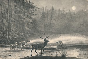1883年晚上，瑞吉湖上的鹿 作者 不明