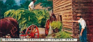 1926年在Curing Barn运送烟草 作者 不明