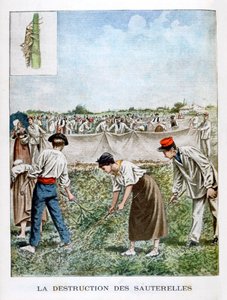 摧毁蚱hopper，1901年 作者 不明