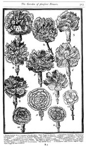 石竹康乃馨和粉红色，1629年 作者 不明