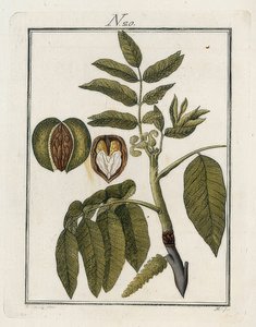 核桃。图片中的世界。第3卷。生成器。维也纳。 1790年 作者 不明