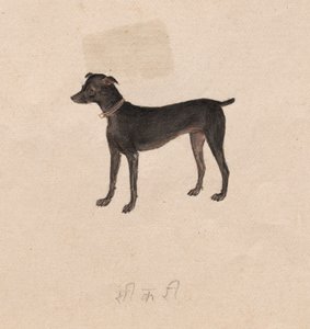 狗，1800年代。 作者 不明