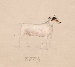 狗，1800年代。 作者 不明