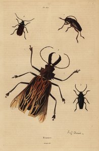 Dorysthenes paradoxus 1, Macrodontia cervicornis, vulnerable 2, Elateropsis lineatus 3 and Prionus versicolor 4 作者 不明