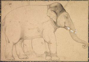 大象的图画，c。 1700。 作者 不明