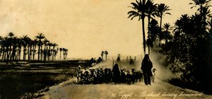 埃及-牧羊人开车回家，c1918-c1939。 作者 不明