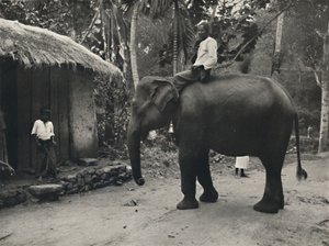 康提路径上的大象，1926年 作者 不明