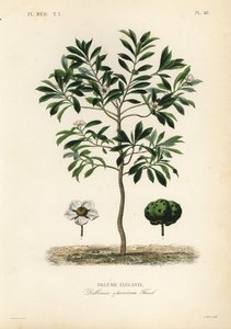 象形苹果，Dillenia indica, Dillenia speciosa, Dillenie elegante 作者 不明