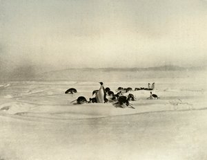 1909年，1909年，皇帝雪橇滑行 作者 不明