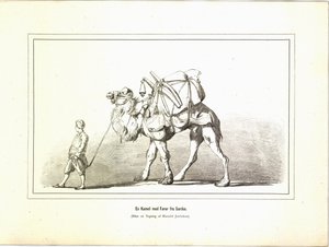 一头骆驼和一个来自萨尔迪斯的司机。插图摘自《Brogede rejsebilleder》一书，作者Jerichau-Baumann，Elisabeth，由Forlagsbureauet出版（哥本哈根，1881）。 作者 不明