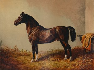 整个小马·哈克·唐·卡洛斯（c1897）。 作者 不明
